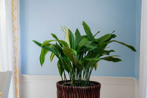 cast iron plant Victorian living room
