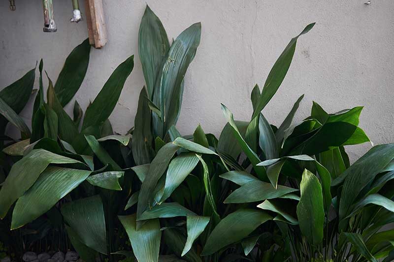 cast iron plant ground-level flower close-up
