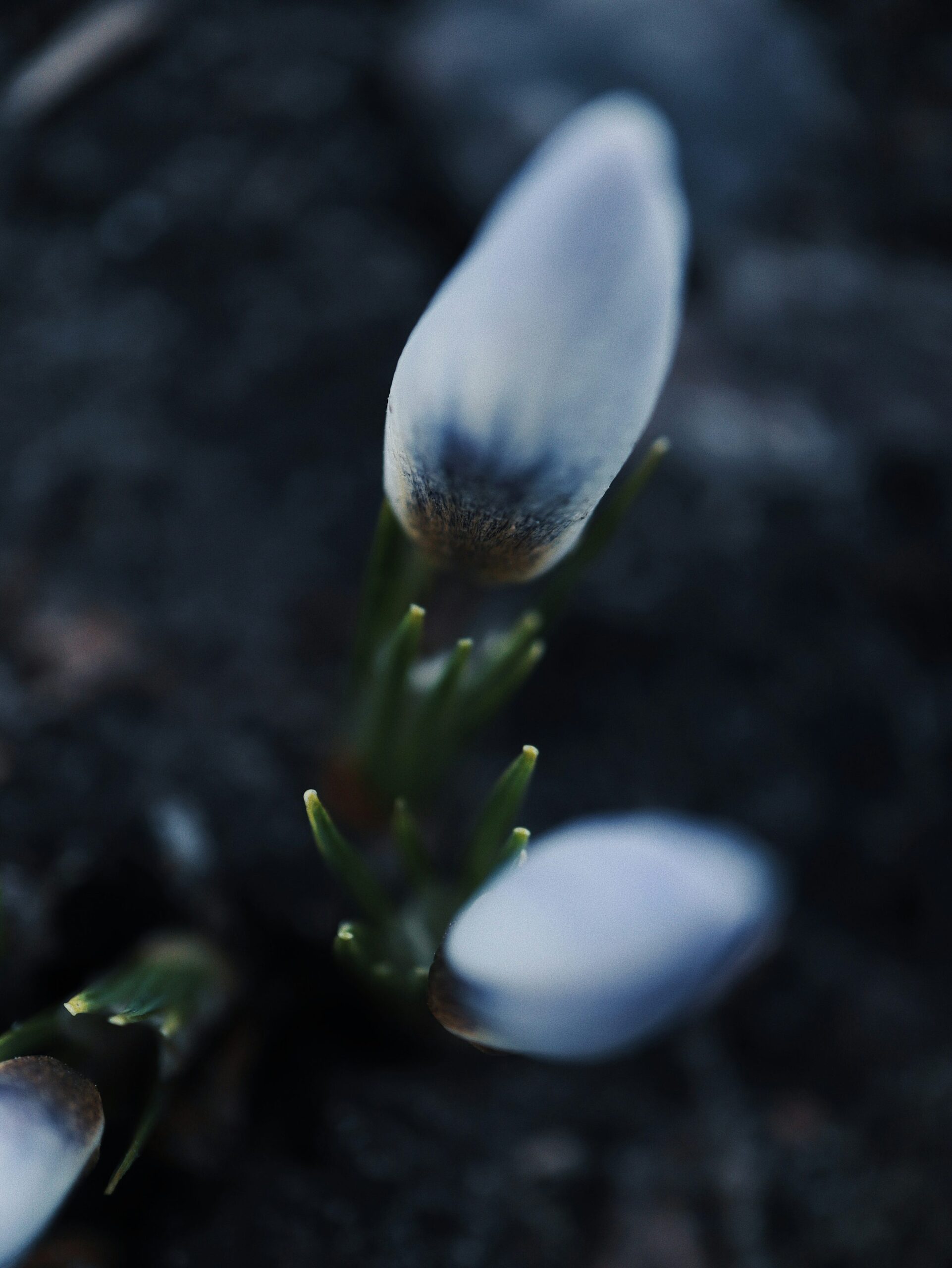 cast iron plant ground flower close-up