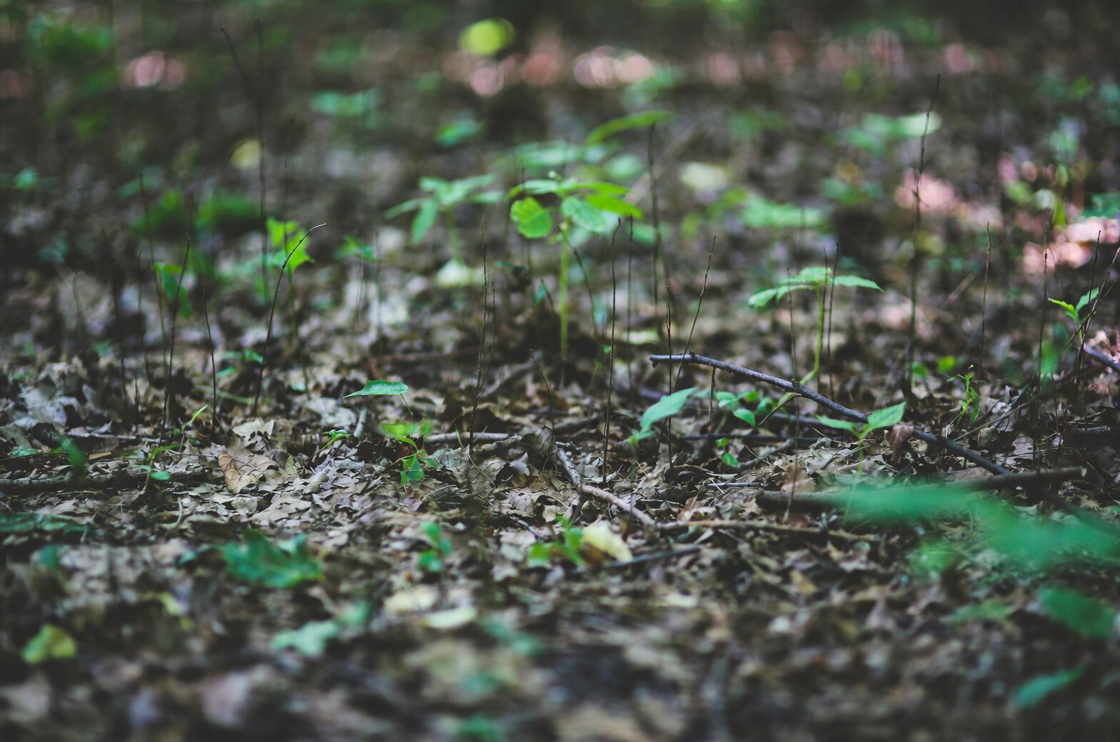 aspidistra flower leaf litter