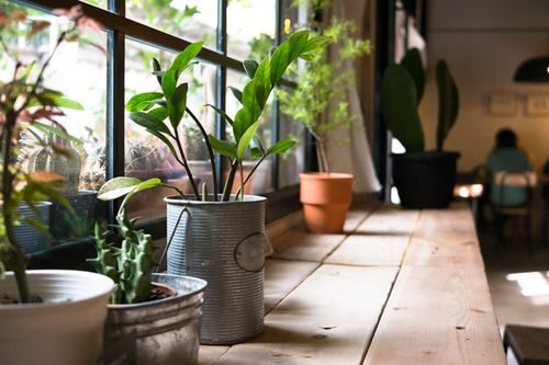 cast iron plant bright indirect light