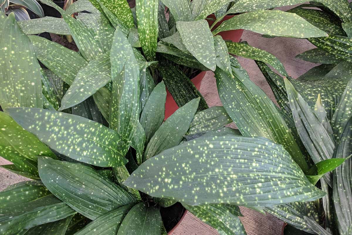 variegated aspidistra leaves close-up