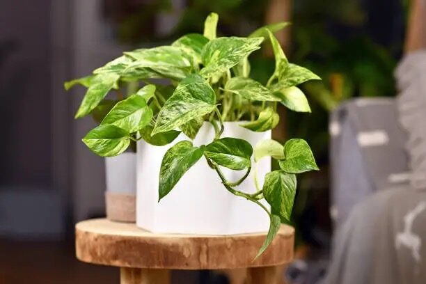 aspidistra watering indoor pot