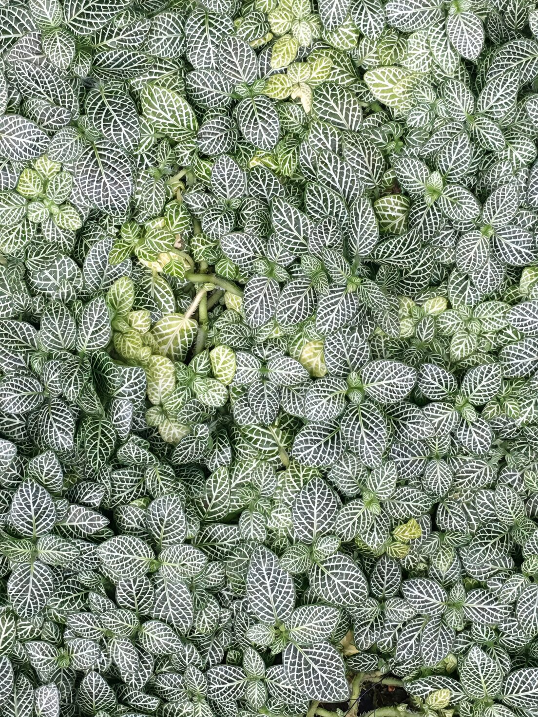 aspidistra variegated leaf close-up