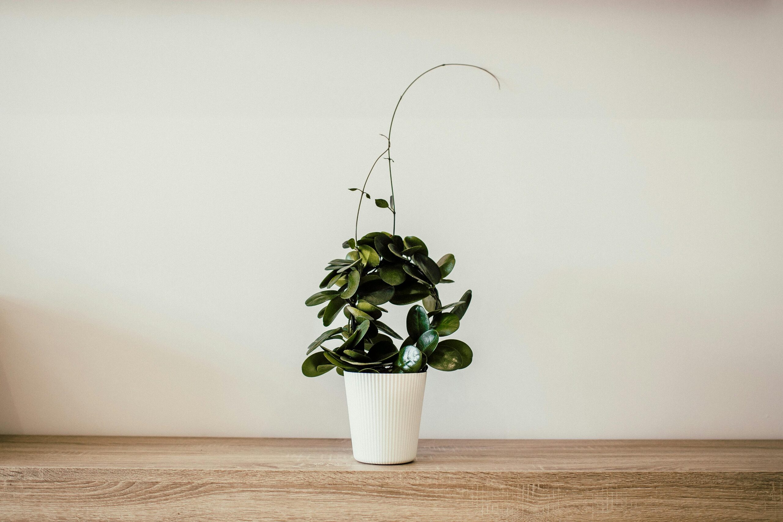 aspidistra white ceramic pot corner