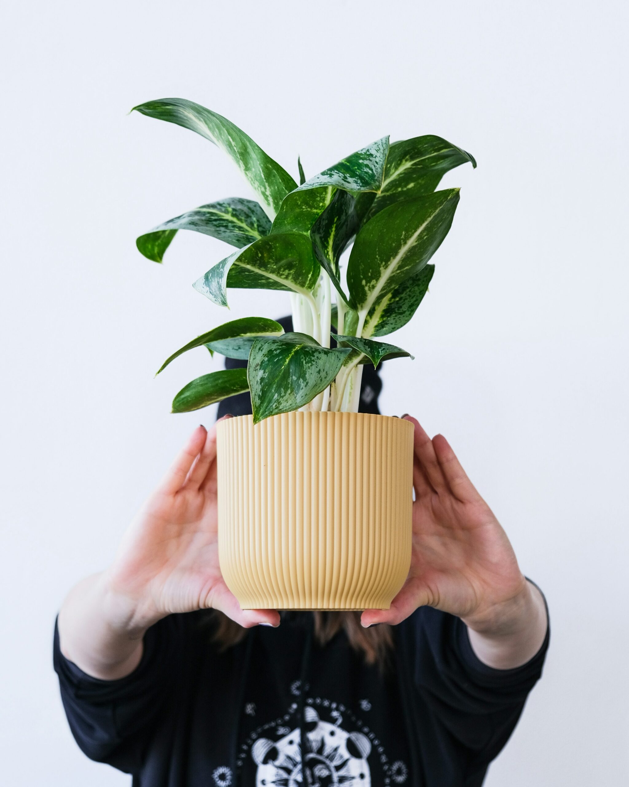 aspidistra watering indoor pot hands