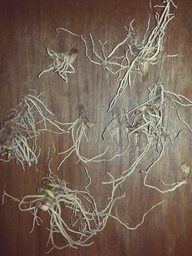 cast iron plant rhizome close-up