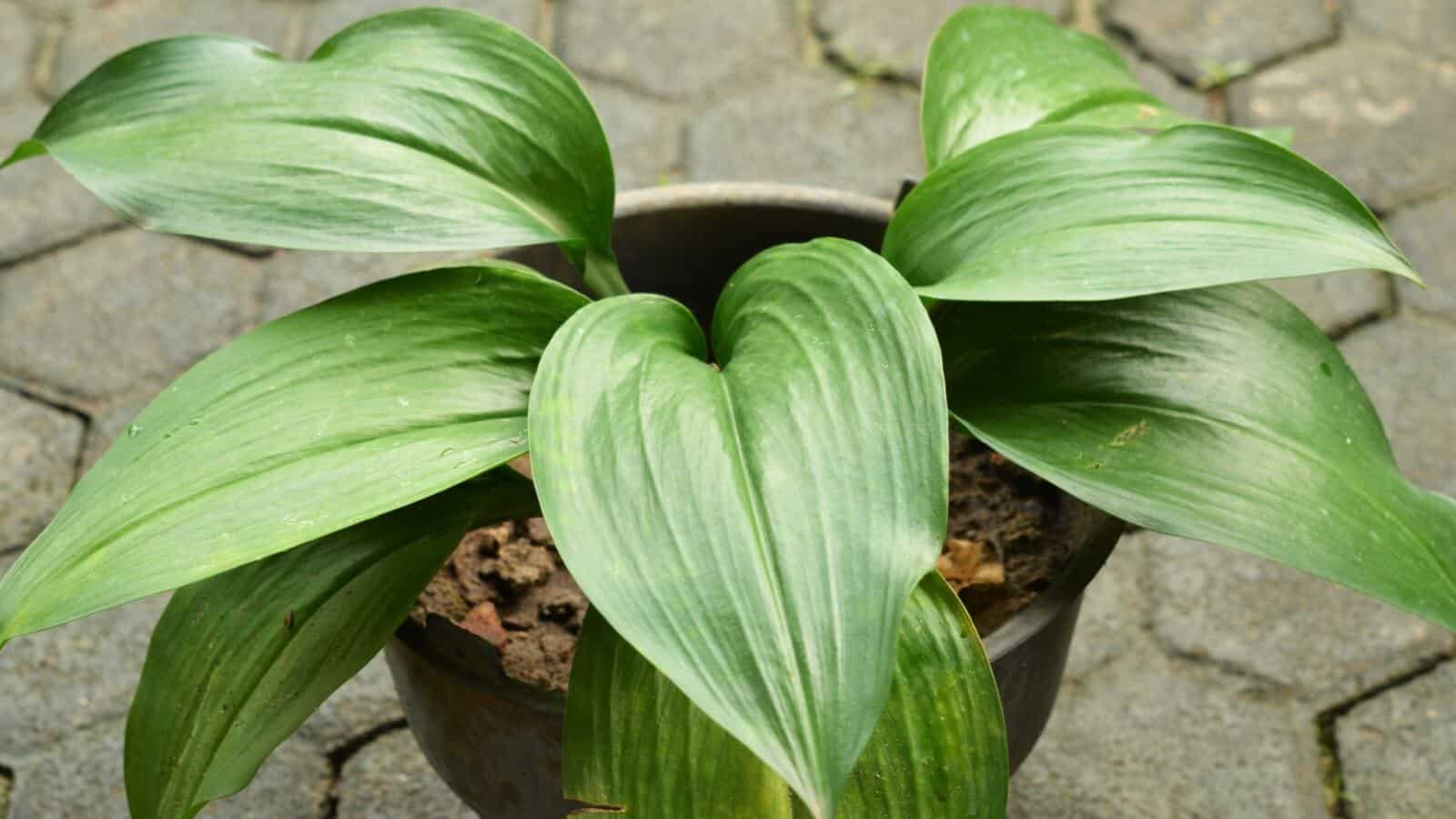 cast iron plant soil mix