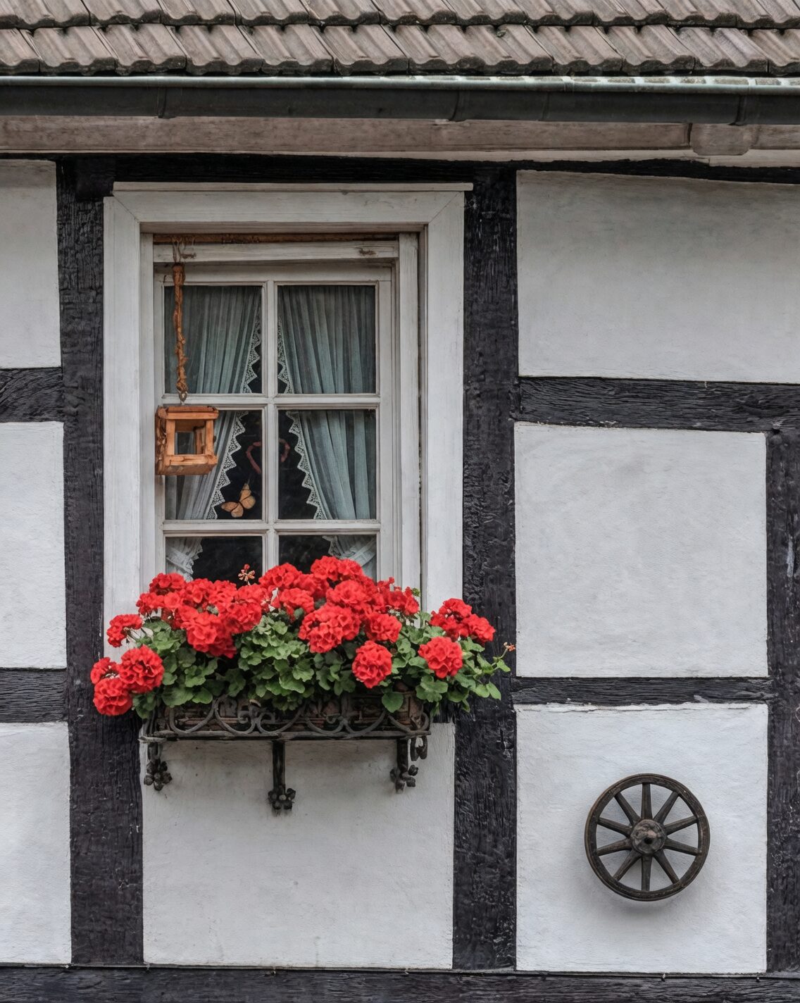variegated cast iron plant north window