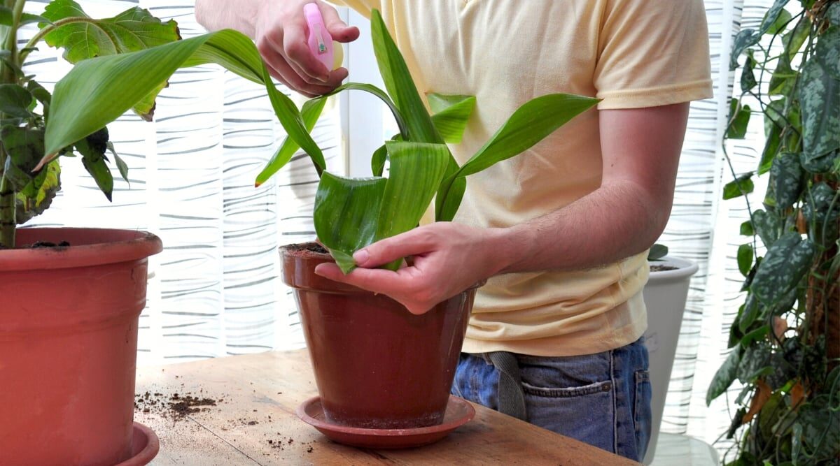 cast iron plant watering drainage