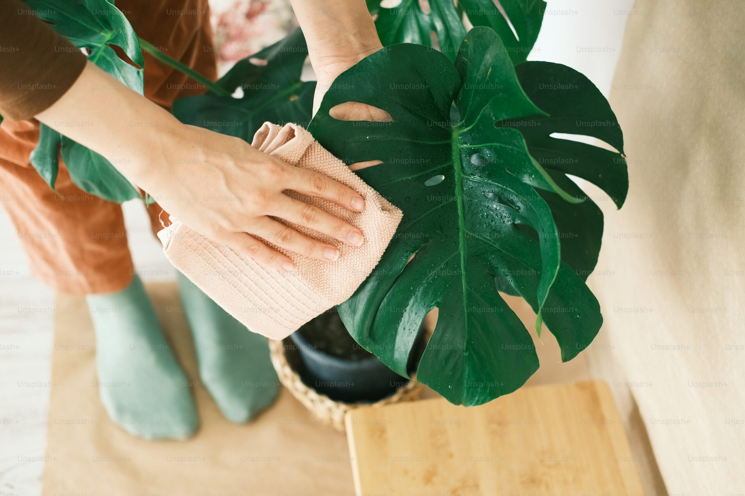 cast iron plant leaf wiping cloth