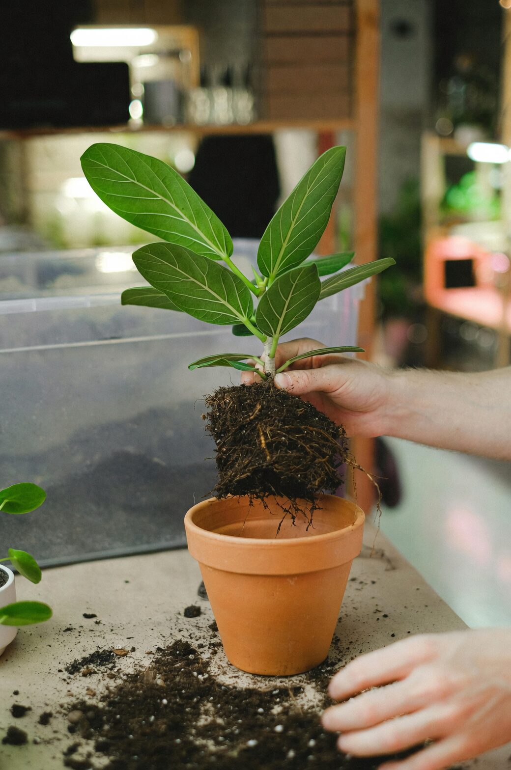 cast iron plant repotting rhizome division