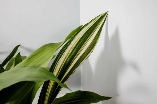 cast iron plant variegated leaf close-up