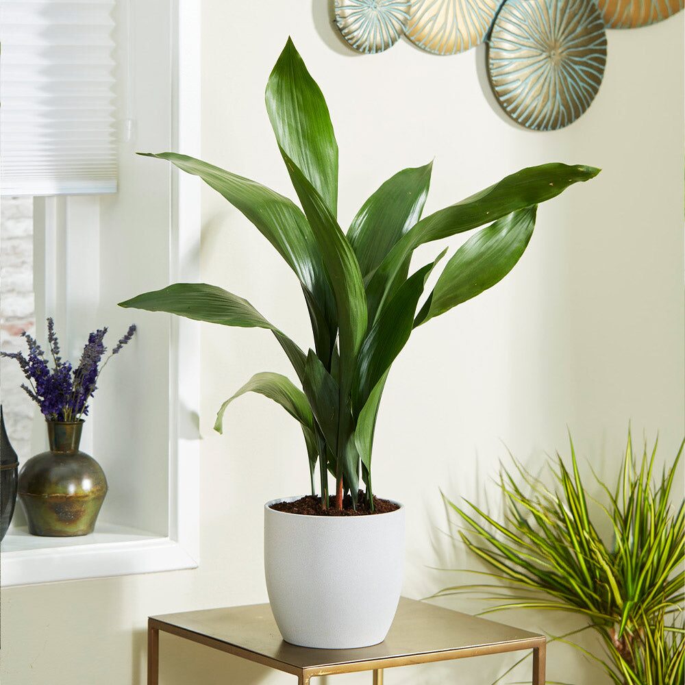 cast iron plant by window blinds