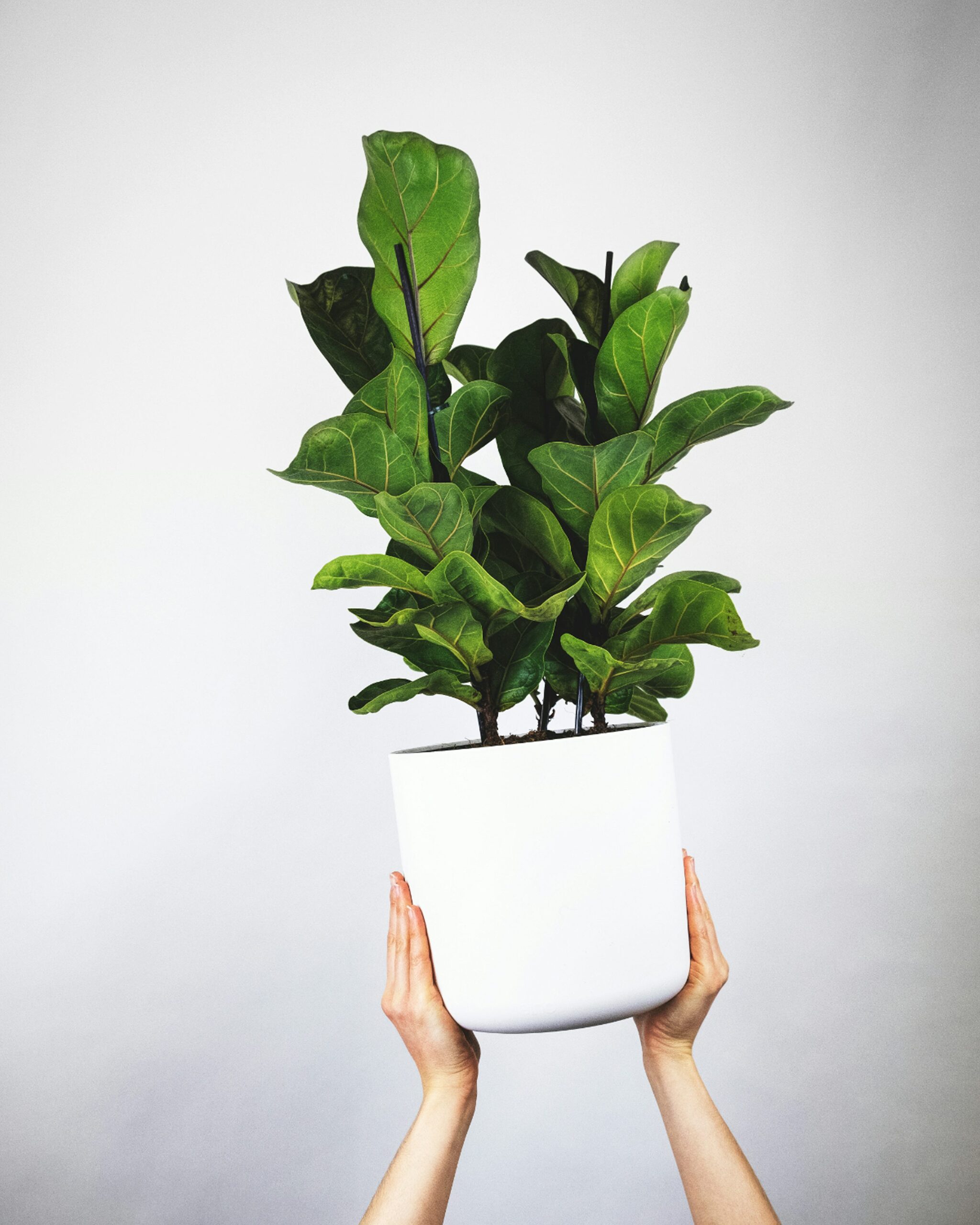 cast iron plant watering in pot