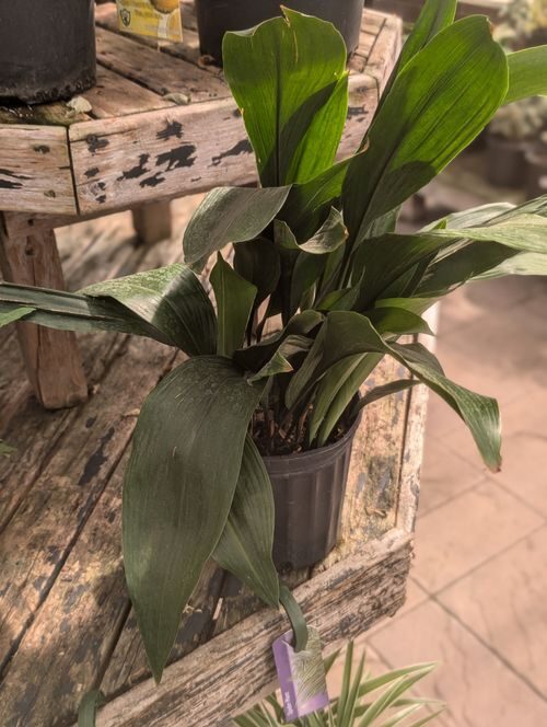 Low Light ≠ No Light: 7 Myths About the Cast-Iron Plant, Debunked