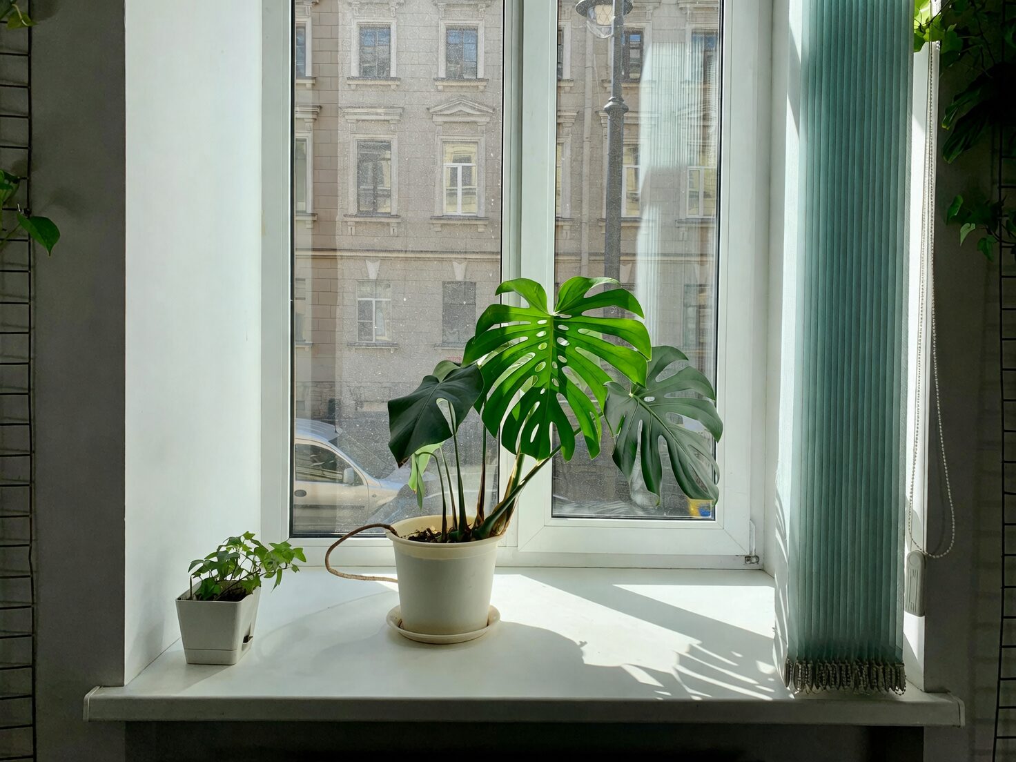 cast-iron plant indirect light window