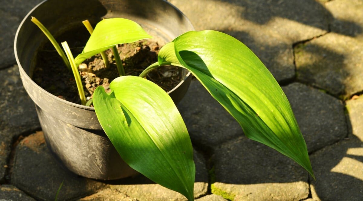 cast-iron plant rhizome division repotting