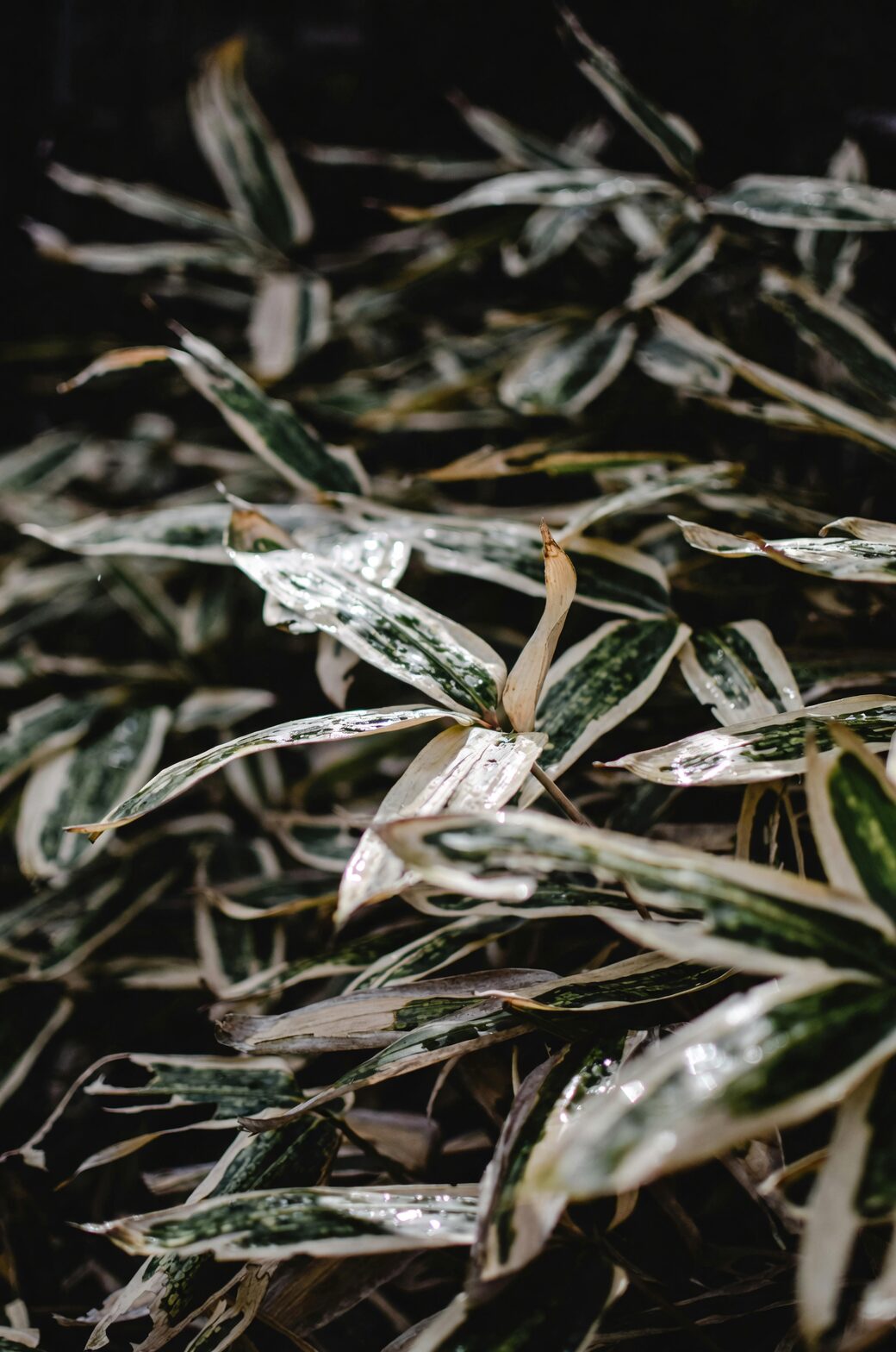 Keep Those Cream Stripes Crisp: Special Care for Variegated Aspidistra Cultivars