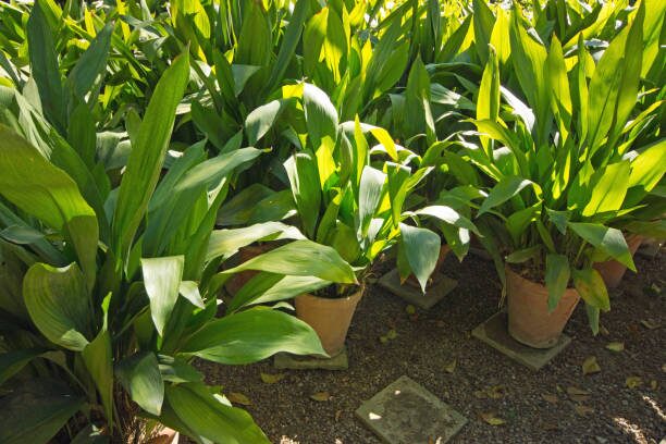 aspidistra flower at soil level