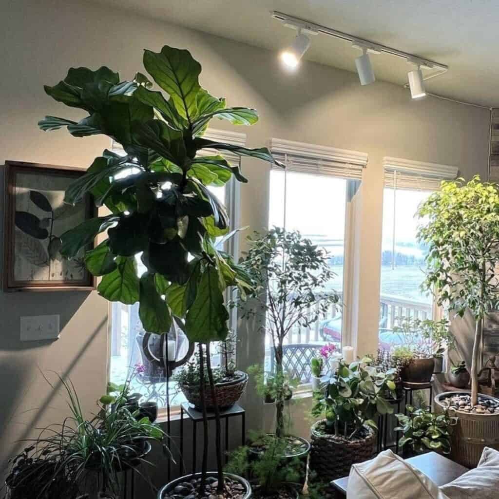 aspidistra near east window curtain