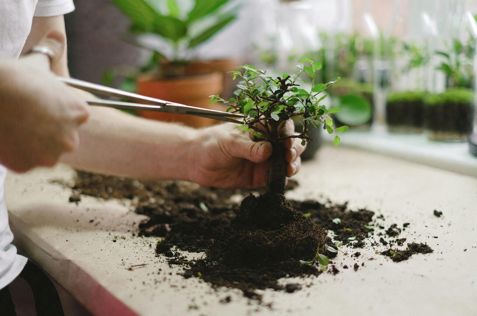 aspidistra pruning at rhizome hand