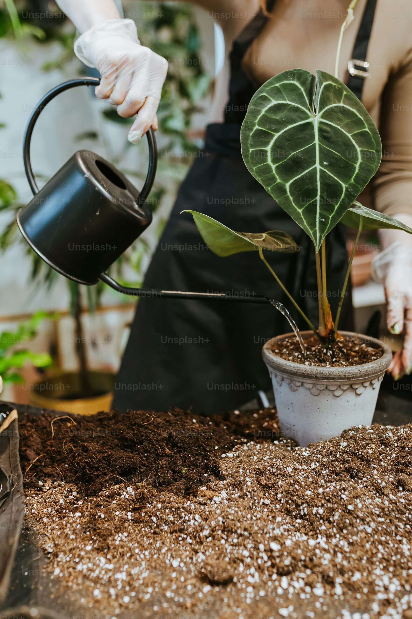 aspidistra watering in drainage pot
