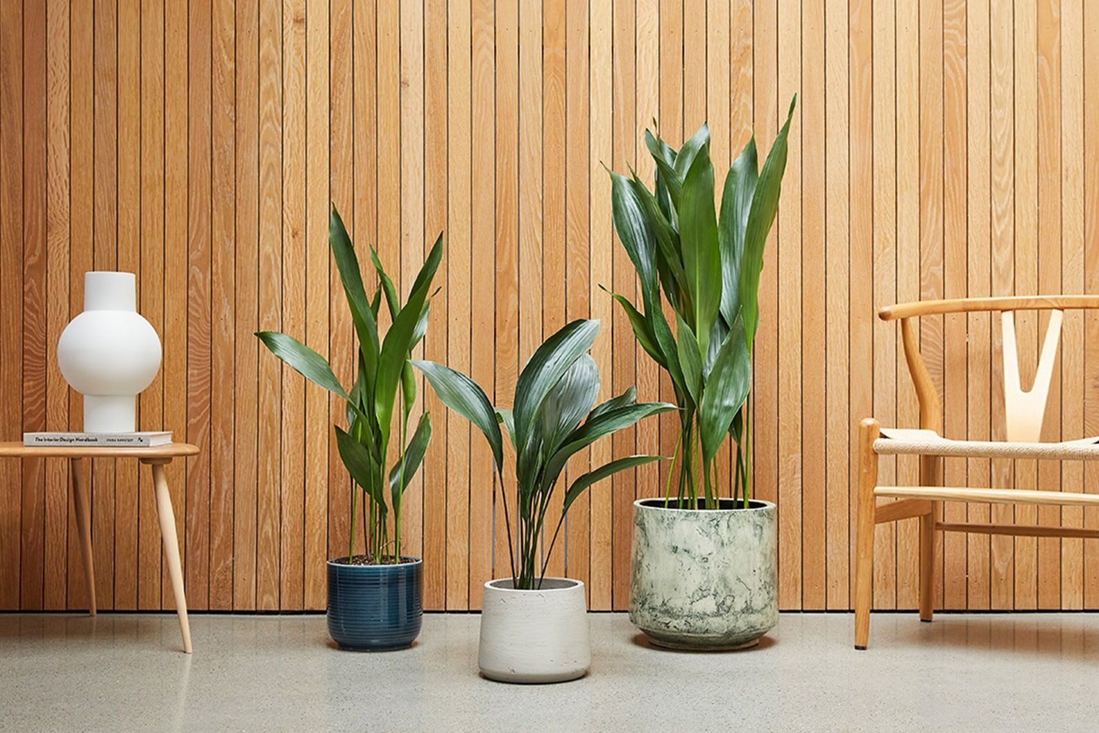 aspidistra hallway low light