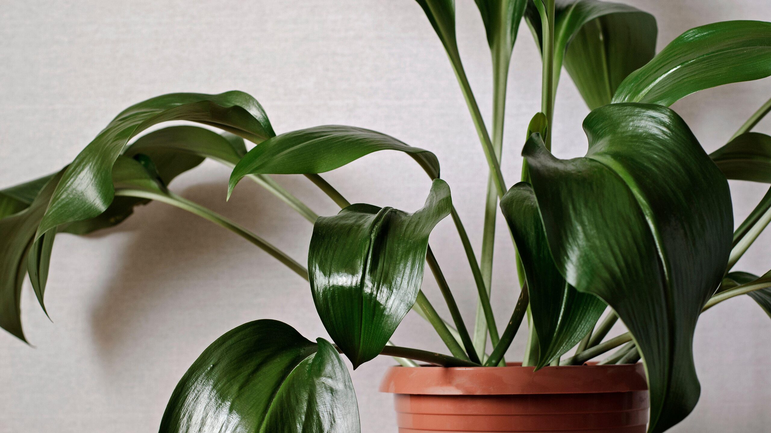 aspidistra watering at sink