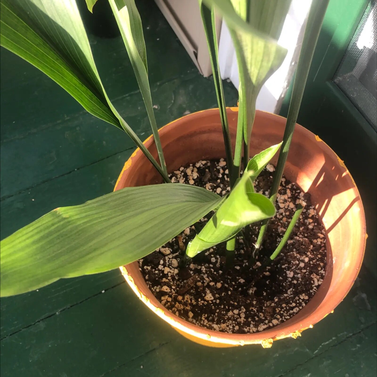 cast iron plant finger soil check
