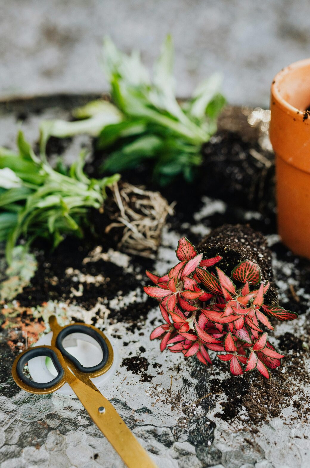 cast iron plant repotting roots