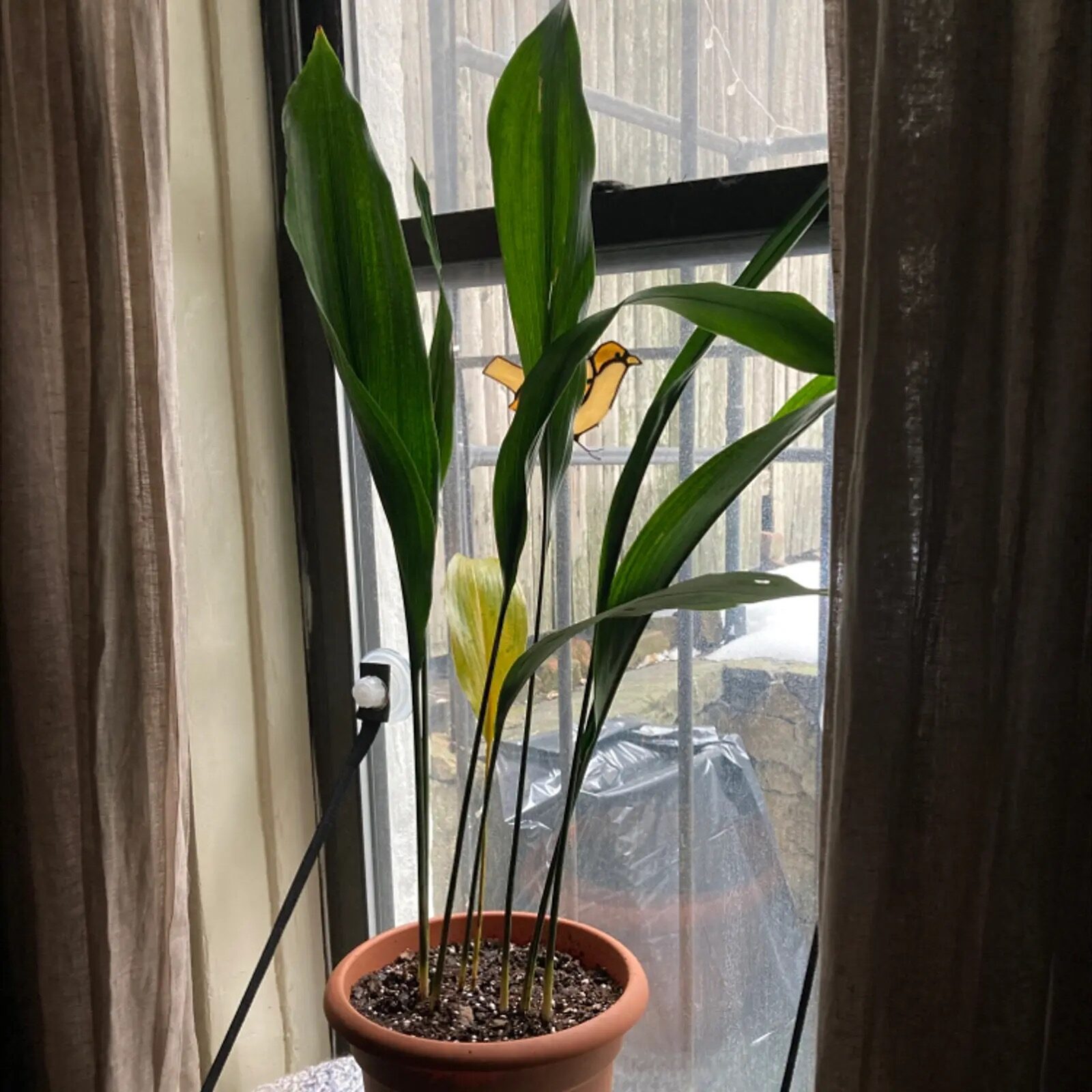 cast iron plant yellow leaves pot