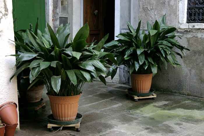 cast iron plant watering pot edge