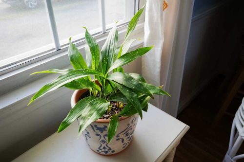 cast iron plant Victorian parlor