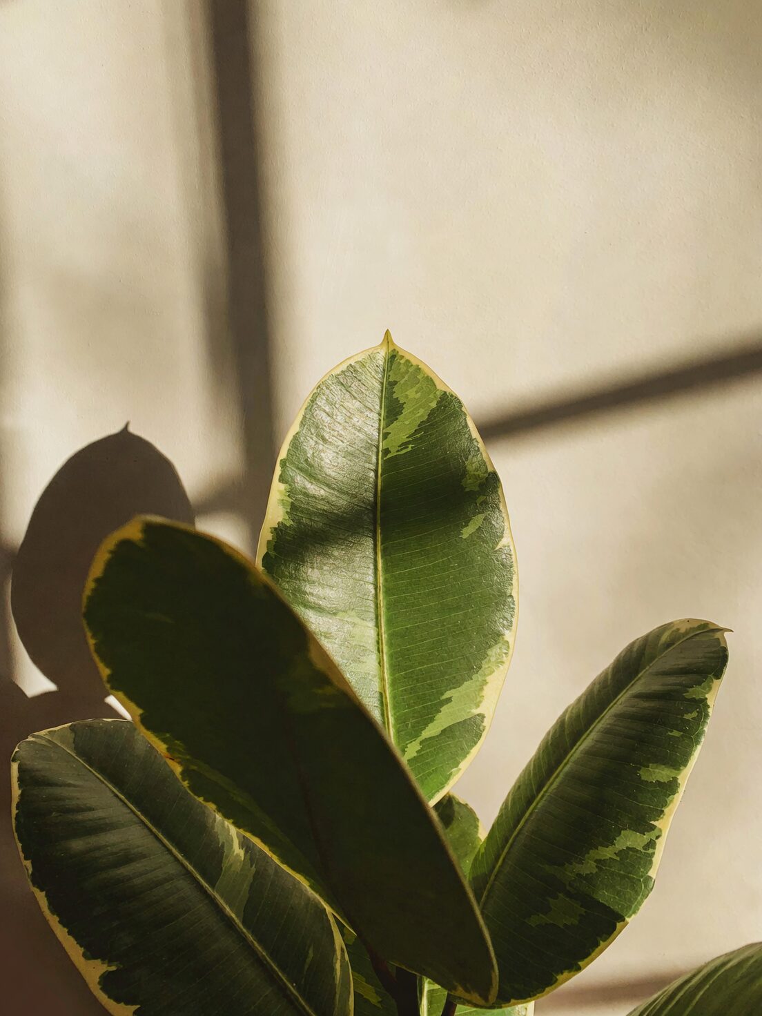 cast iron plant variegated leaves close-up