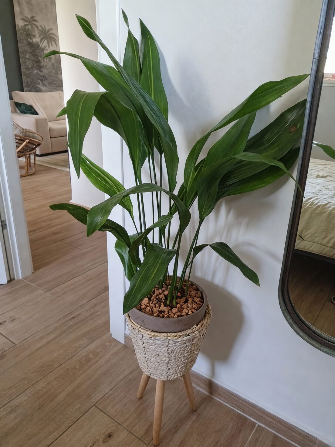 cast iron plant living room corner