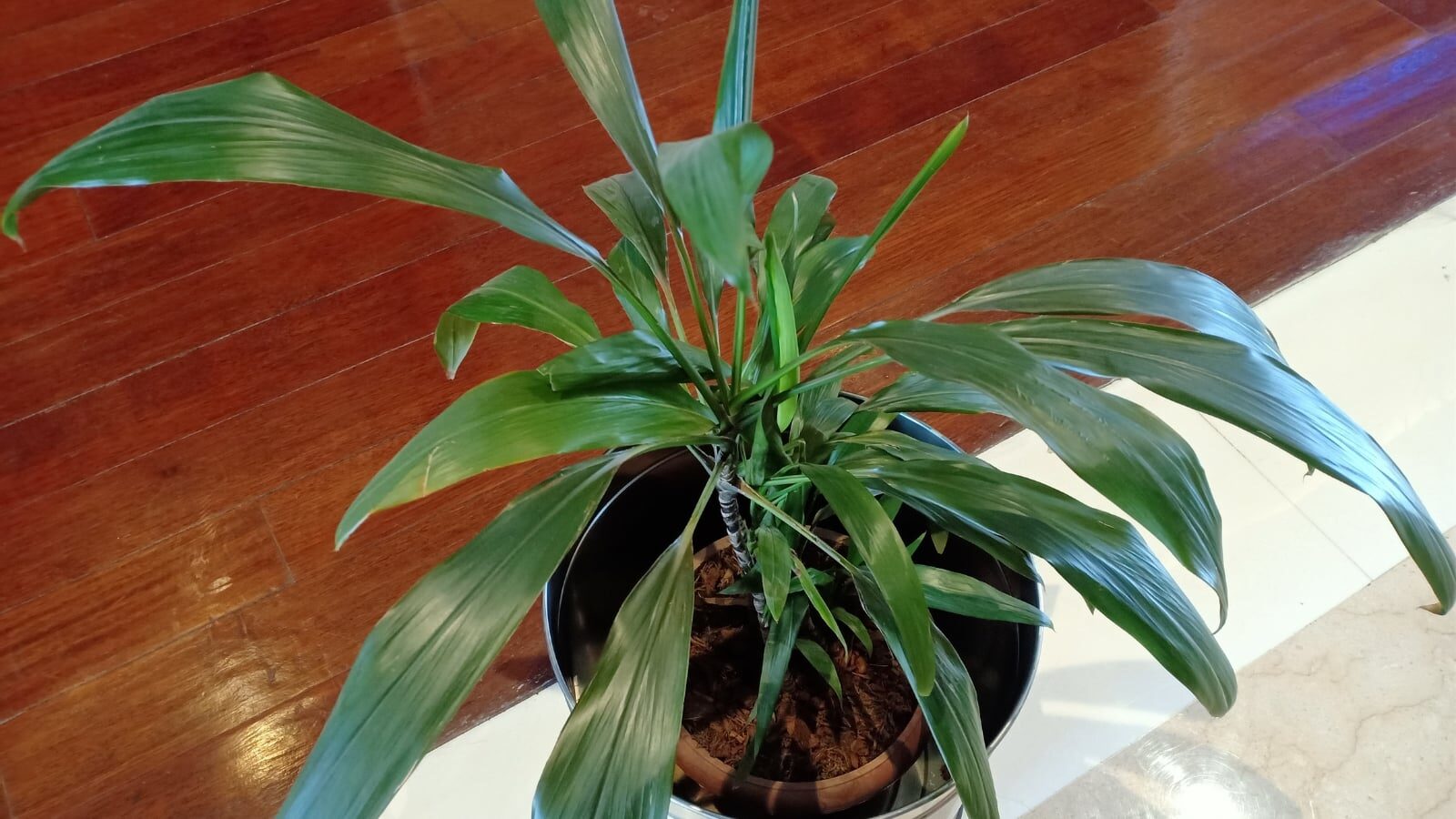 cast iron plant hidden flower pot