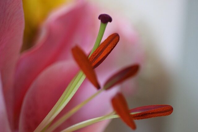 aspidistra flower interior macro