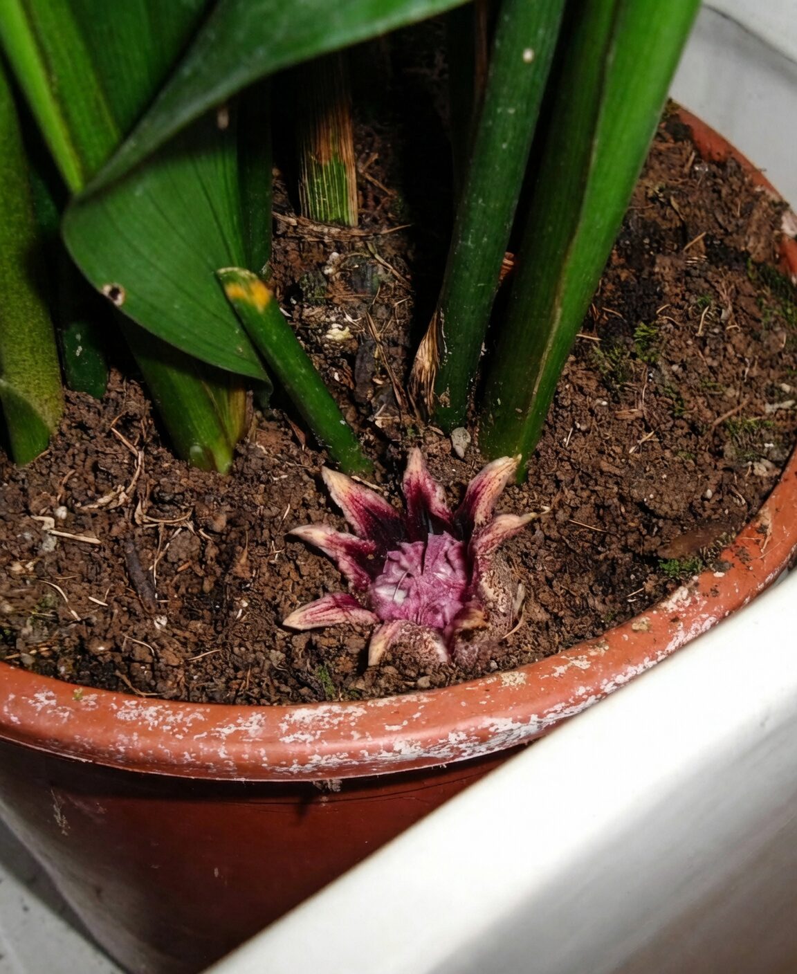 aspidistra flower fungus gnat