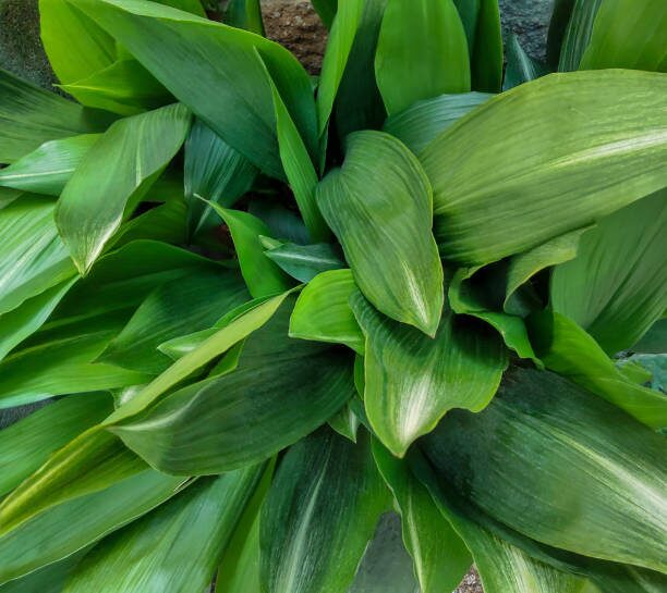 aspidistra flower close-up soil