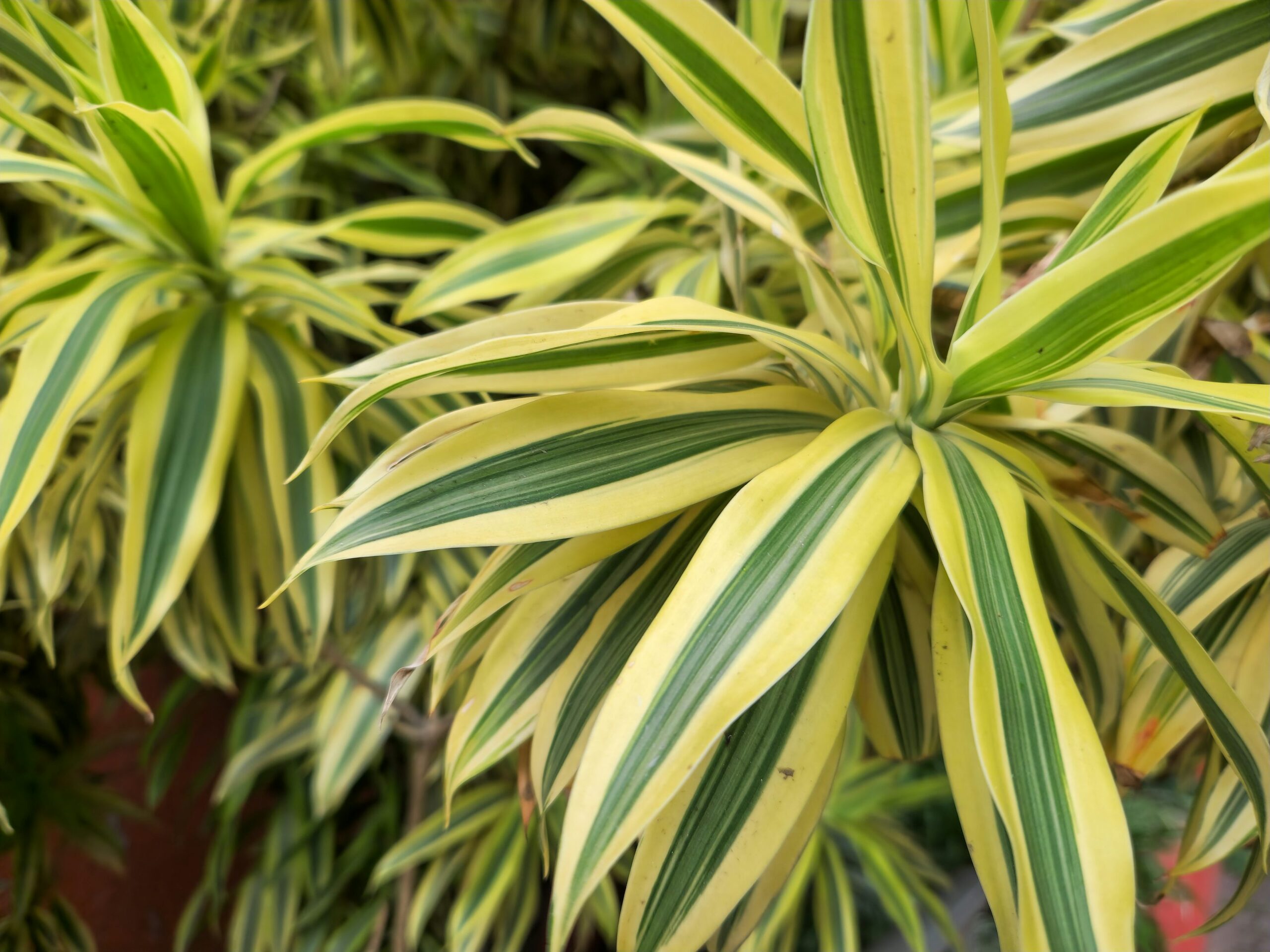 variegated aspidistra leaves close-up