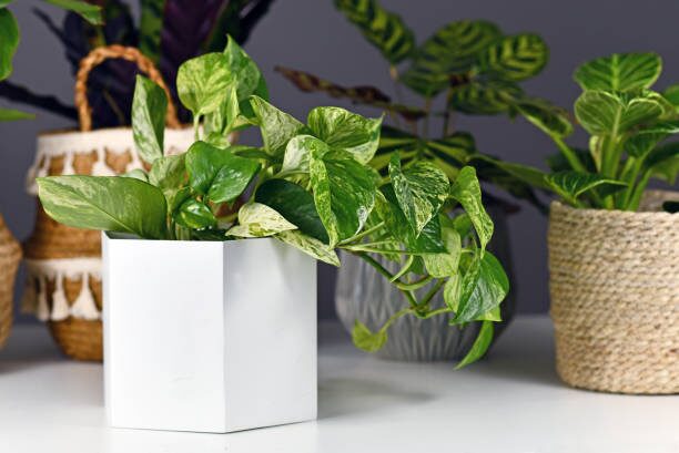aspidistra with aglaonema pothos