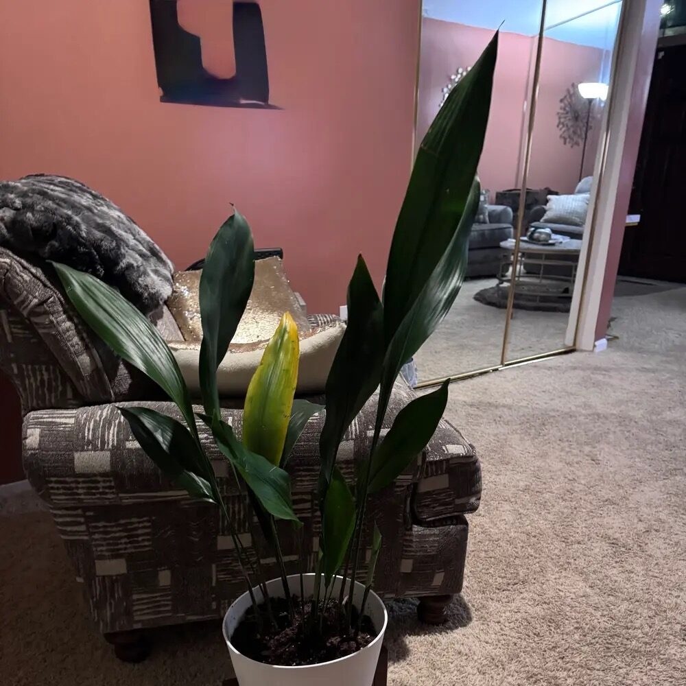 aspidistra hallway safe placement