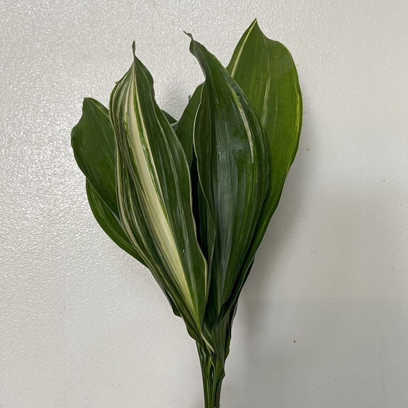 绿也能玩出花样：一叶兰斑叶品种盘点与配色指南