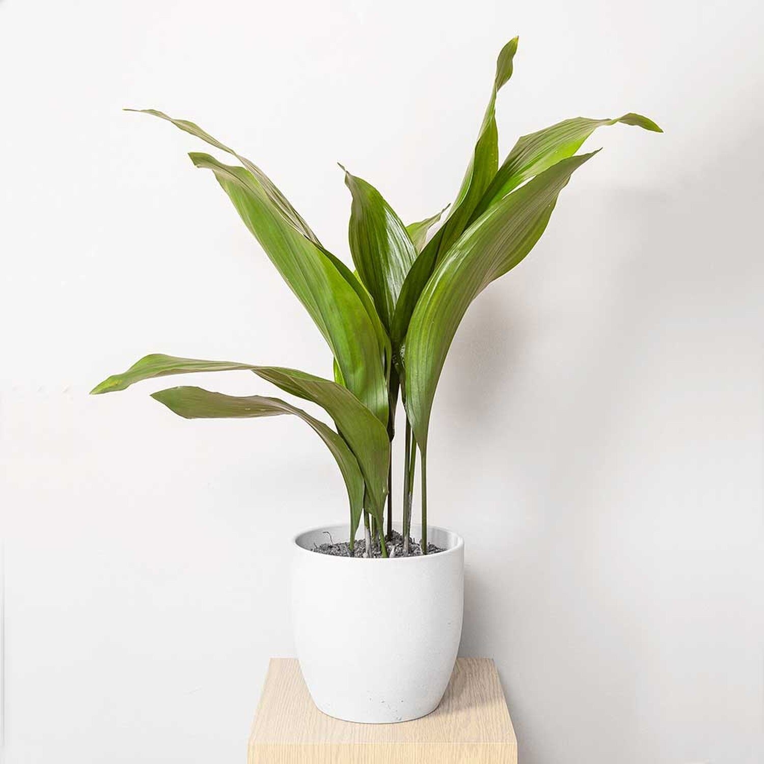 aspidistra elatior indoor pot
