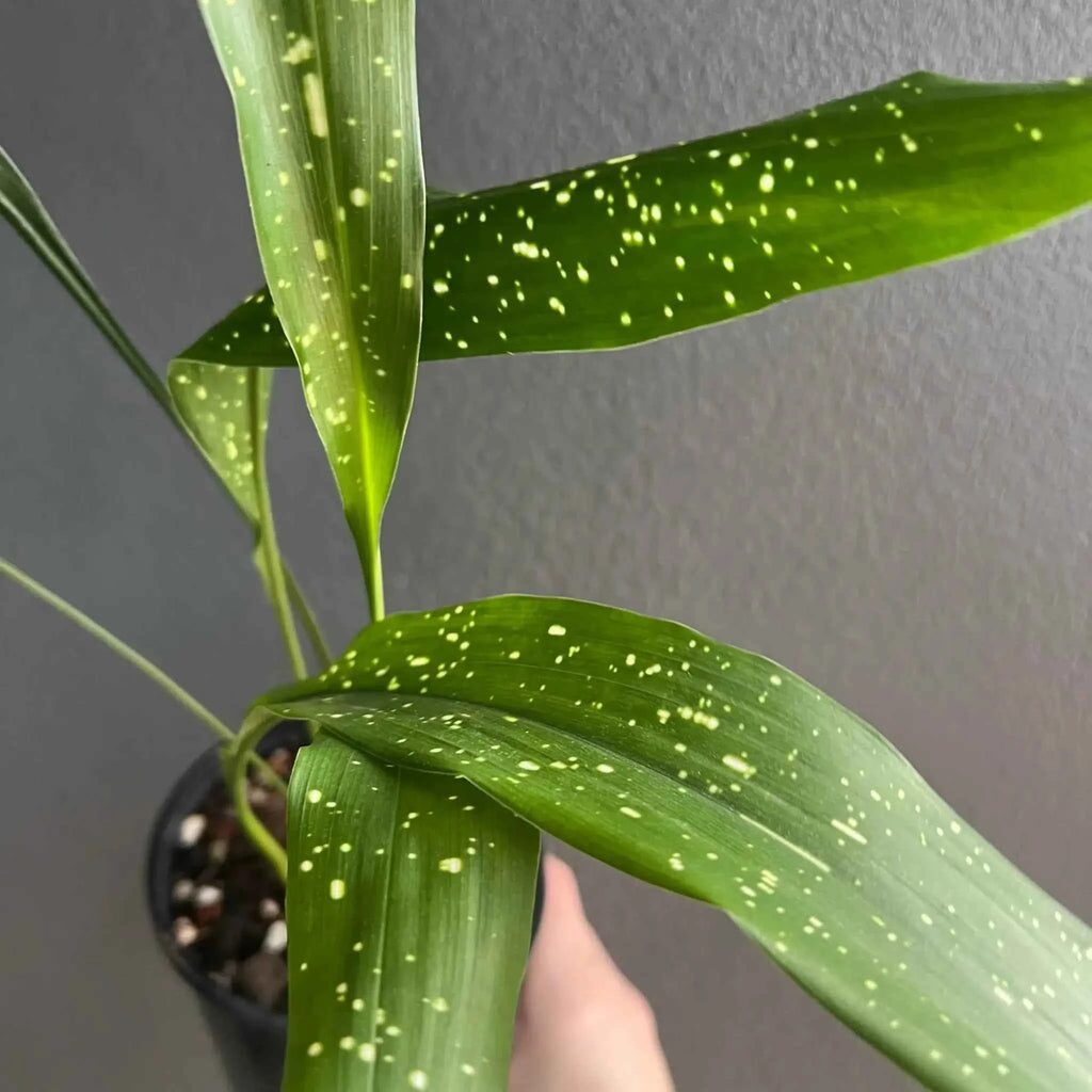 aspidistra milky way dark wall