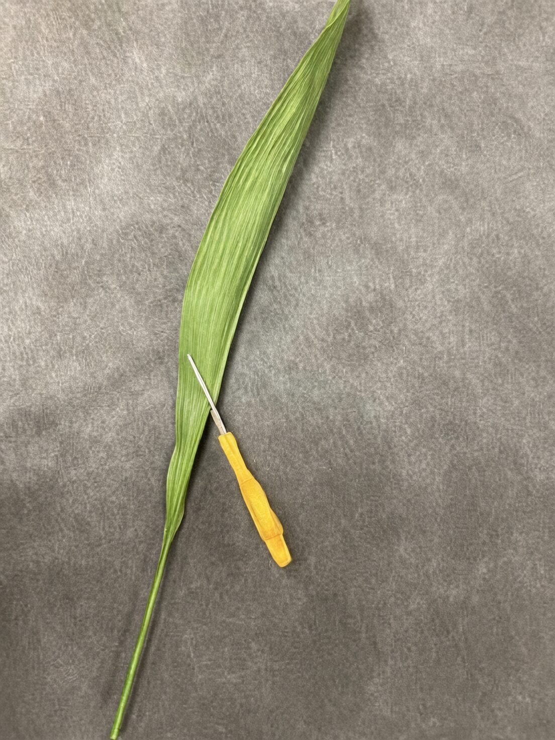 aspidistra variegata hallway pair