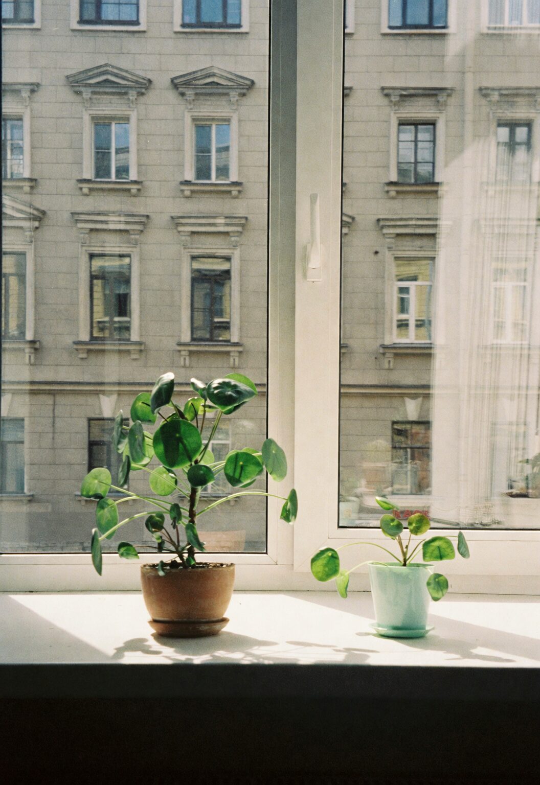 cast iron plant bright indirect light window