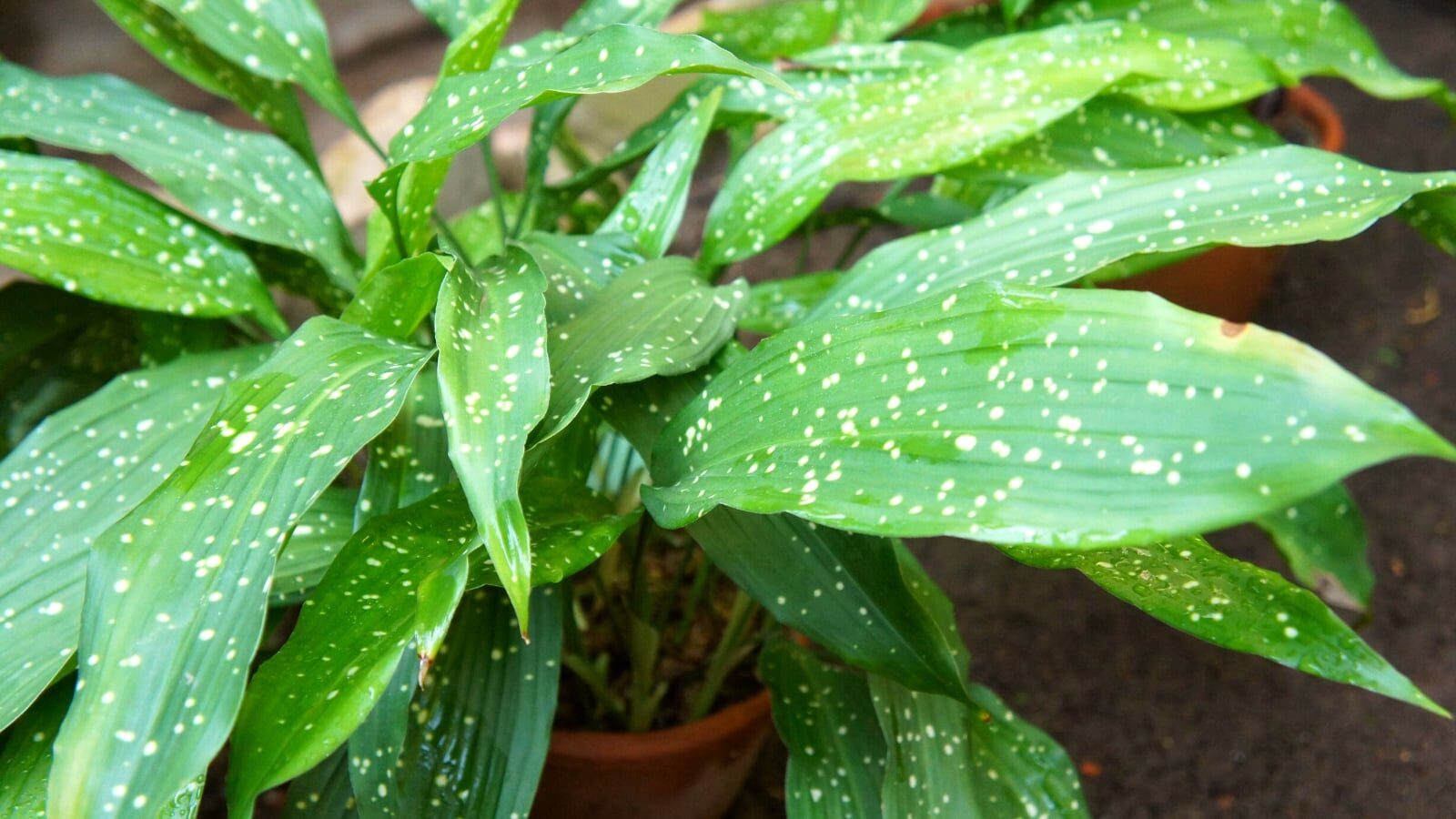 cast iron plant flower close-up